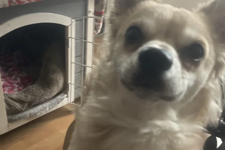 Chihuahua - Dogs