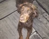 Cocker Spaniel (Show)