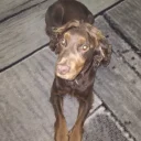 Cocker Spaniel (Show)
