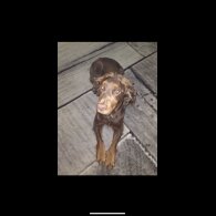 Cocker Spaniel (Show)