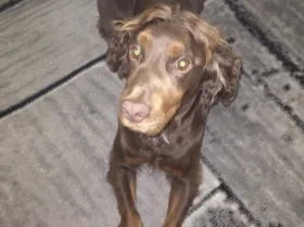 Cocker Spaniel (Show)
