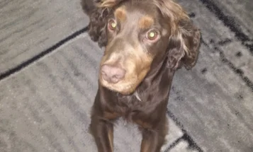 Cocker Spaniel (Show)