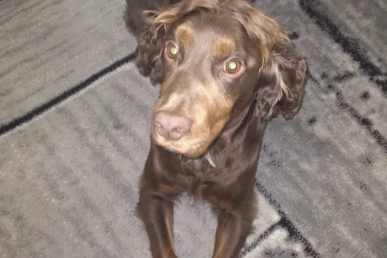 Cocker Spaniel (Show)