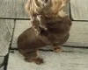 Cocker Spaniel (Show)