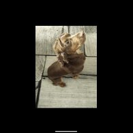 Cocker Spaniel (Show)