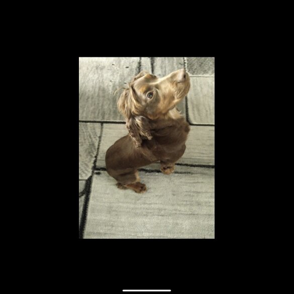 Cocker Spaniel (Show)