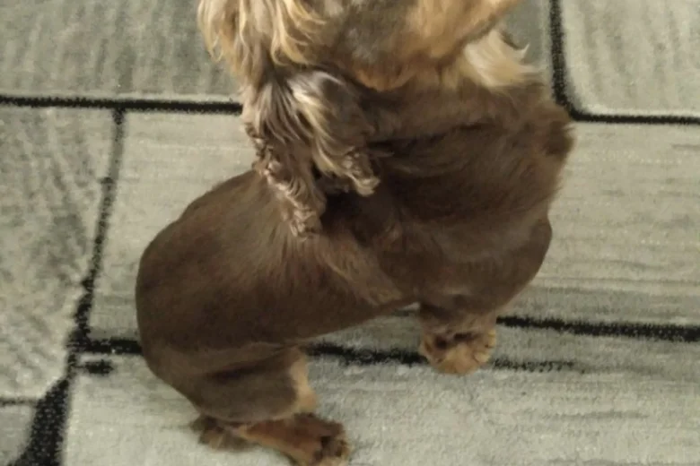 Cocker Spaniel (Show)
