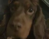 Cocker Spaniel (Show)