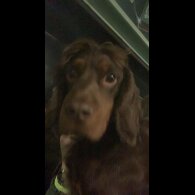 Cocker Spaniel (Show)