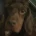 Cocker Spaniel (Show)