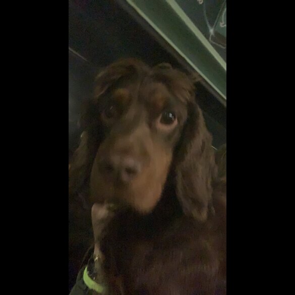 Cocker Spaniel (Show)