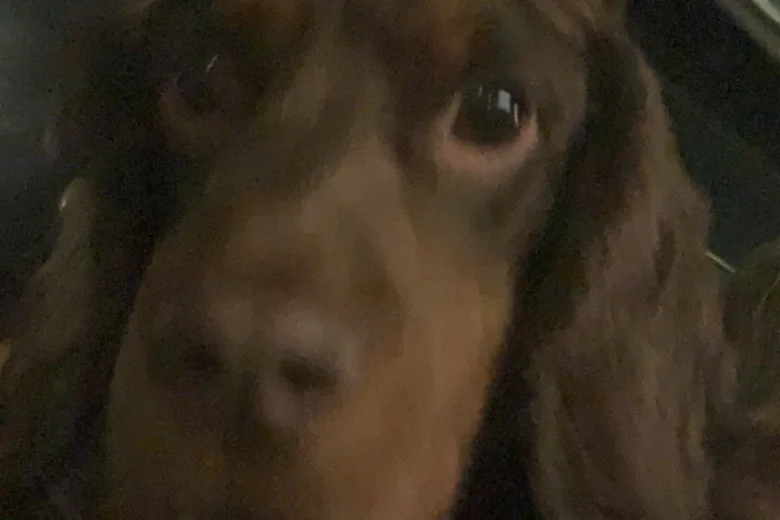 Cocker Spaniel (Show)