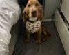 Cocker Spaniel (Show)