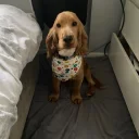 Cocker Spaniel (Show)