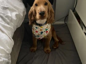 Cocker Spaniel (Show)