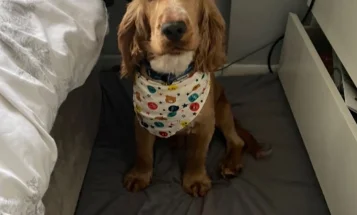 Cocker Spaniel (Show)