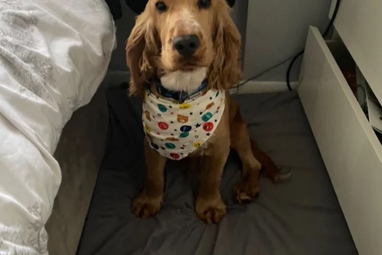Cocker Spaniel (Show)