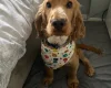 Cocker Spaniel (Show)