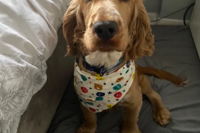Cocker Spaniel (Show)