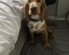 Cocker Spaniel (Show)