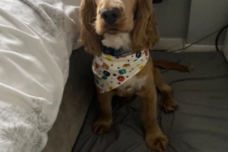 Cocker Spaniel (Show)