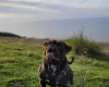 Dorset Olde Tyme Bulldogge