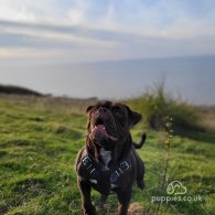 Dorset Olde Tyme Bulldogge