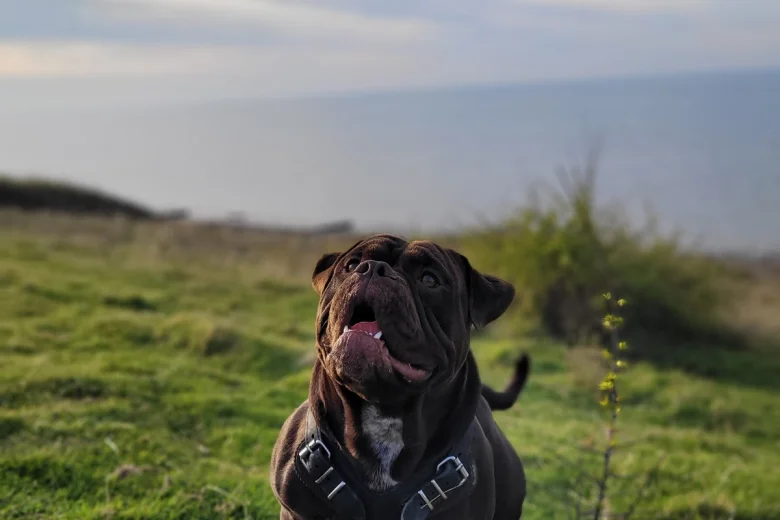 Dorset Olde Tyme Bulldogge