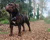 Dorset Olde Tyme Bulldogge