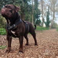 Dorset Olde Tyme Bulldogge