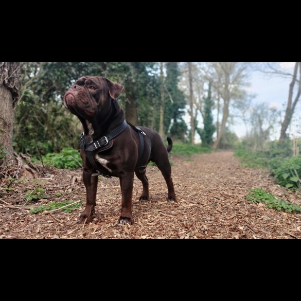 Dorset Olde Tyme Bulldogge