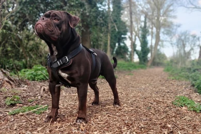 Dorset Olde Tyme Bulldogge