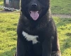 Akita