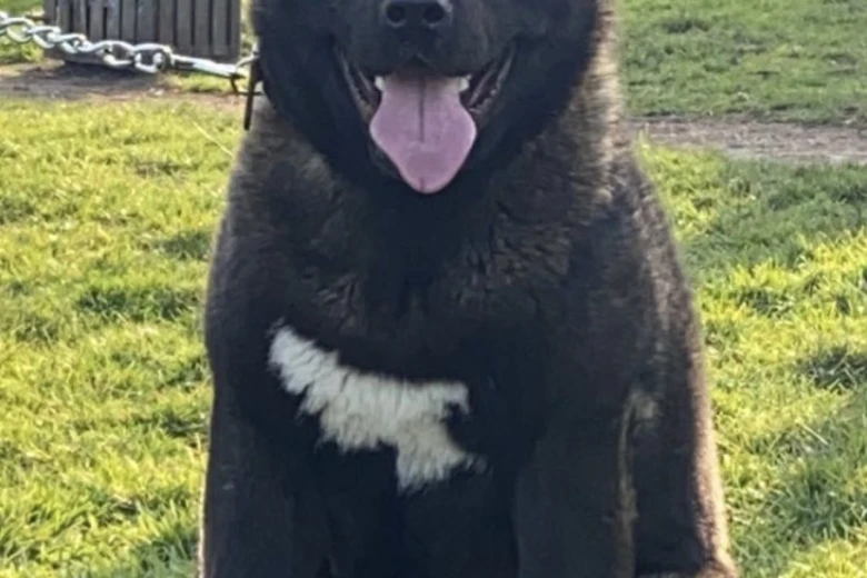Akita