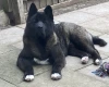 Akita