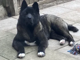 Akita