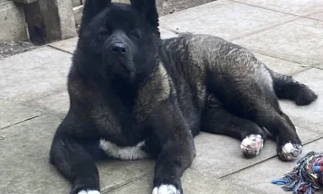 Akita