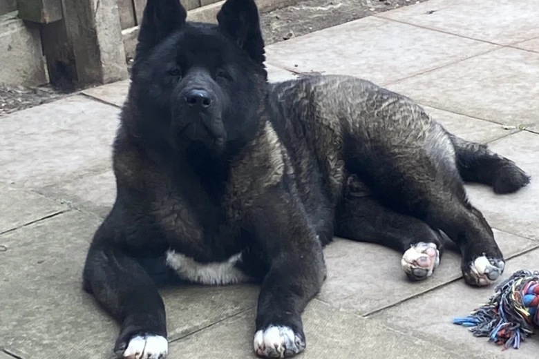 Akita