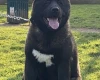 Akita