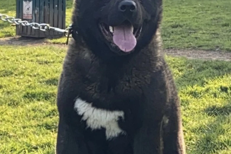 Akita
