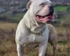 Alapaha Blue Blood Bulldog