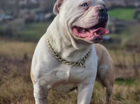 Alapaha Blue Blood Bulldog