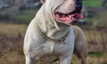 Alapaha Blue Blood Bulldog
