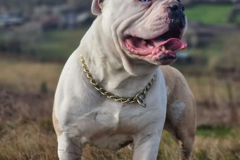 Alapaha Blue Blood Bulldog