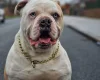 Alapaha Blue Blood Bulldog