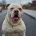Alapaha Blue Blood Bulldog