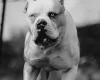Alapaha Blue Blood Bulldog