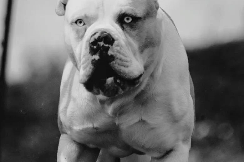 Alapaha Blue Blood Bulldog