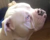 Alapaha Blue Blood Bulldog