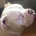 Alapaha Blue Blood Bulldog